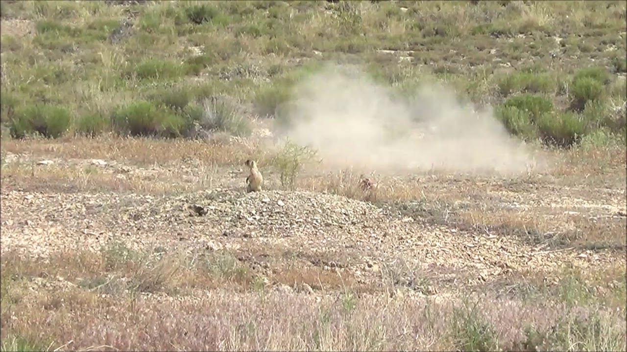 2017 Prairie Dog Shooting YouTube