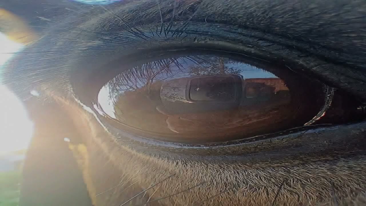 klif- V sedle krajinou Jantarové stezky.  Úvod 1.