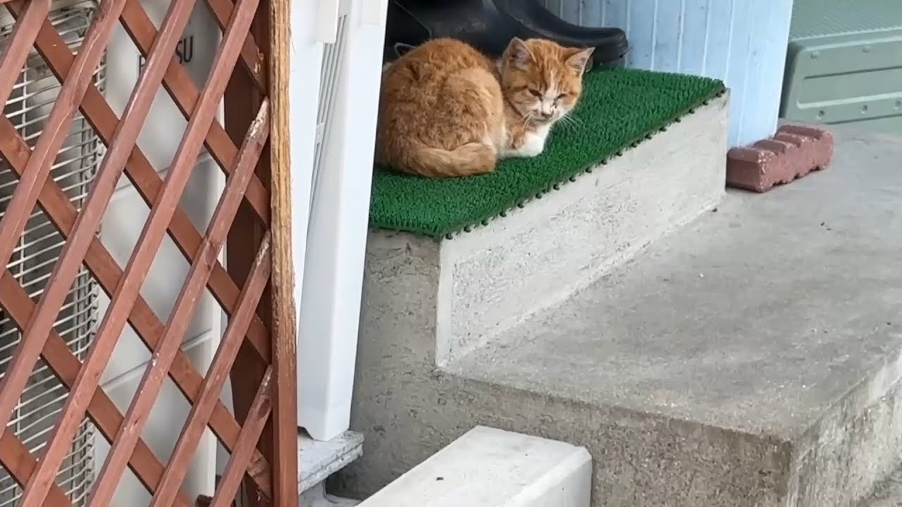 寒波の中で捨てられていた子猫を保護しました…現在の様子