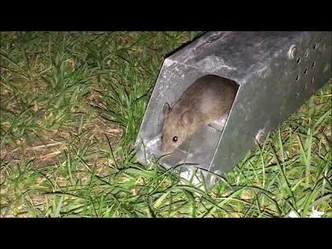 Video: 1,5 Lb štěně Jménem Mocná Myš Potřebuje Operaci K Opravě Deformovaných Nohou