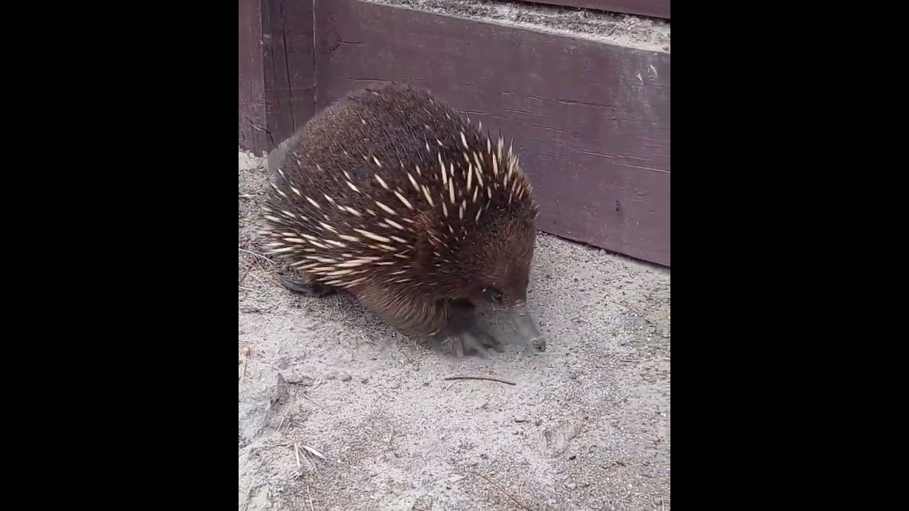 Young Echidna taking on the world 😍🦔
