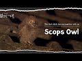 Scops Owl, the bird which has run together with us