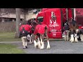 USET Budweiser Clydesdales - Arrival