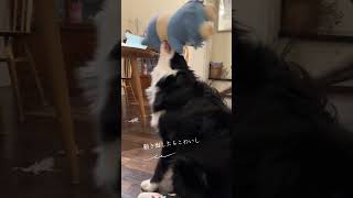 ボーダーコリー、新しいおもちゃを徹底チェック🐾Border Collie Security Check on a New Toy 🐾