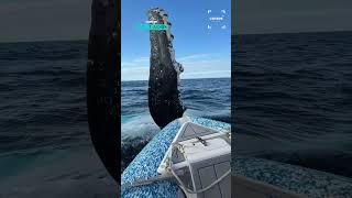 Whale Throws A High Five