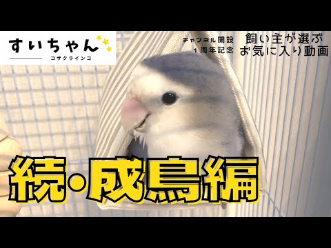 大切な家族❤️】コザクラインコ飼育Vlog1周年記念『続・成鳥編