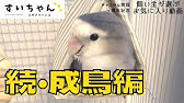 雛 コザクラインコ バイオレットの色の変化 ラブバード Youtube