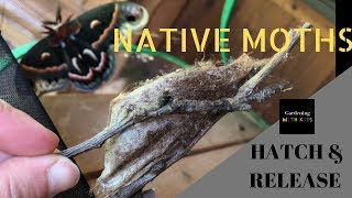 HATCH & RELEASE NATIVE MOTHS: CECROPIA AND POLYPHEMUS MOTHS; GARDENING WITH KIDS
