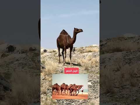 الإبل الحمر سبحان الله شوارعنا اكسبلور  اكلات جدة عروض