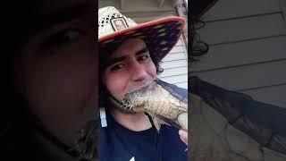 dumb guy puts a snapping turtle by his face
