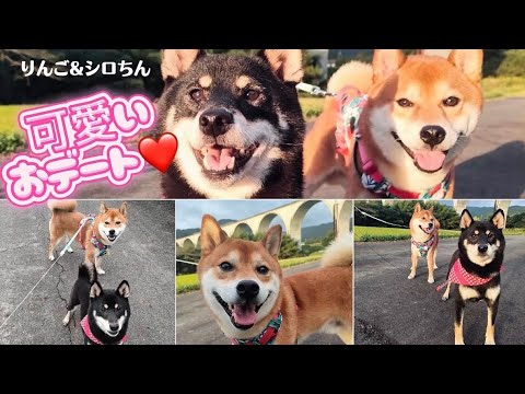 やっと会えたシロちん！嬉しすぎて大はしゃぎする柴犬カップルのおデートが青春すぎた！