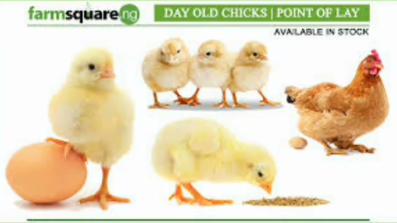 IMISHWI YUMUSI UKO YITABWAHO KUVA KUMUSI 1 KUGEZA KUMISI 60#ubukire nyabwo