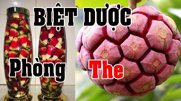 Quả Na Rừng là gì ? cách dùng na rừng chữa bệnh chưa tới chợ đã hết tiền