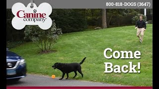 Don't Let Your Pet Get Lost or Hurt! by Canine Company 22 views 2 years ago 46 seconds