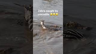 Zebra caught by crocodile #zebra #crocodile #reel #short
