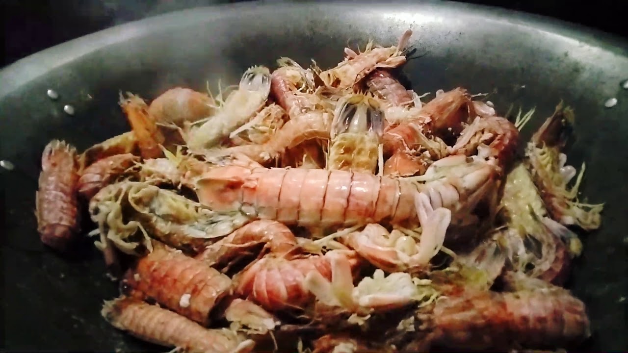 SPOT-TAIL MANTIS SHRIMP (SQUILLA MANTIS)