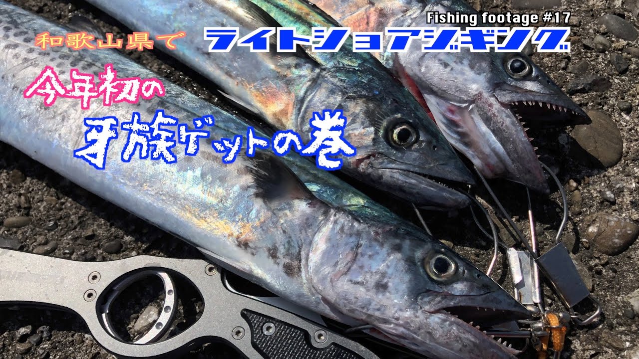 【釣り動画 Fishing footage #17】和歌山でライトショアジギング 今年初の牙族ゲットの巻