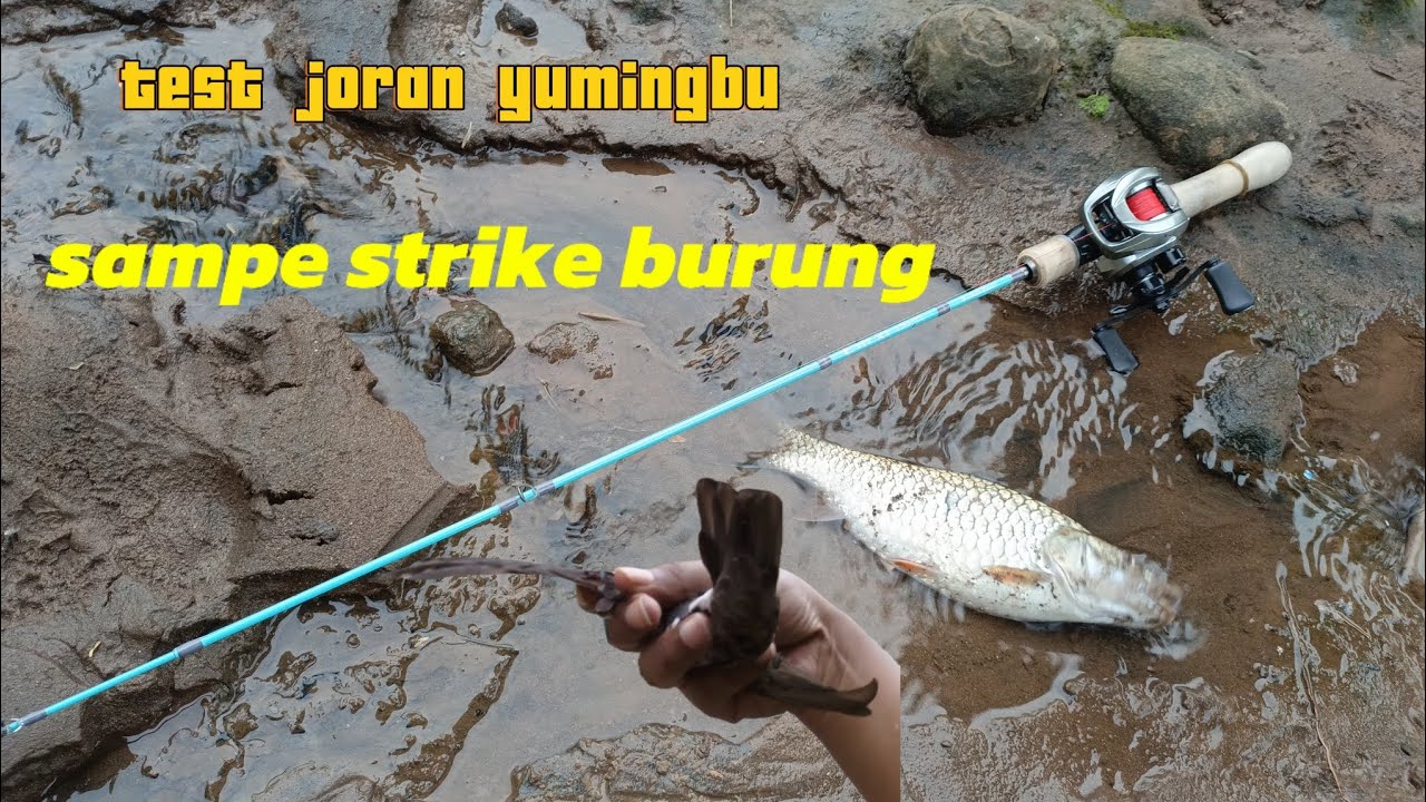 TESTFIELD joran yumingbu 2-5Lbs!!! perjuangan dari strike burung sampe nyebur selamatin ikan.