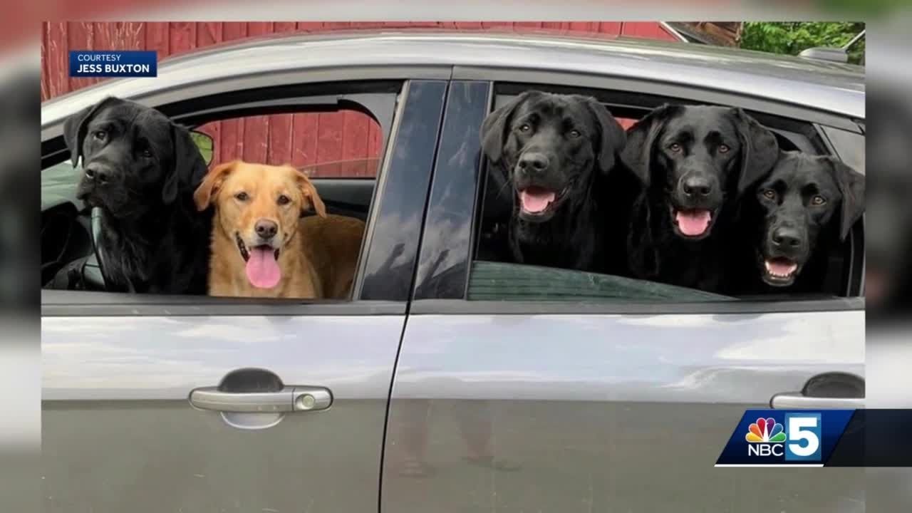 Police: Dog shot and killed by neighbor after wandering from owner's ...