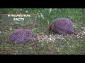 Beginning of video