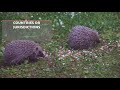 End of video