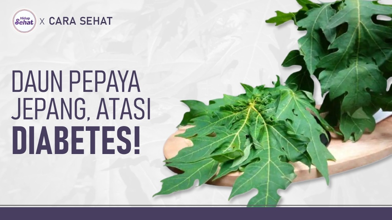 Ramuan Daun Pepaya Jepang untuk Mengatasi Diabetes | Hidup Sehat tvOne