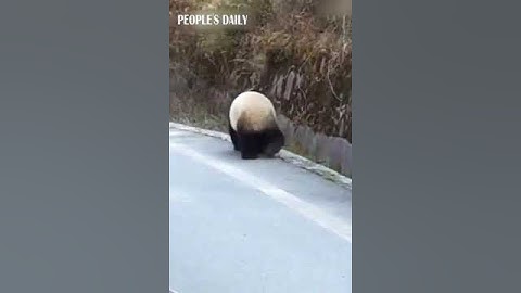 Wild panda is seen taking a small walk by the highway in SW China