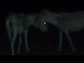 Donkeys in dark night  animals  ab 72