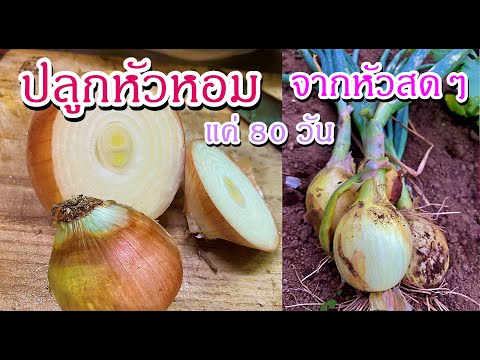 วีดีโอ: หัวหอมเริ่มต้น - วิธีปลูกหัวหอมจากเมล็ด