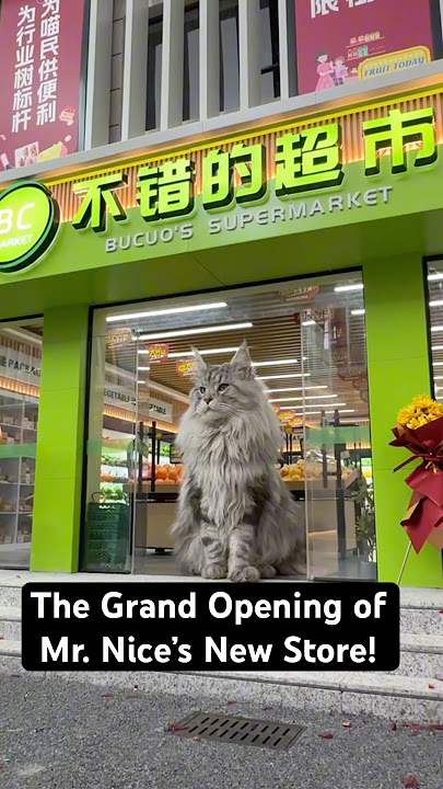 Grand Opening of the Mini-Supermarket! #cat