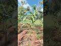 #aianimation #aiart #aiart #video #ai #aivideo