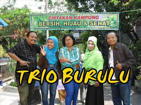 Trio Burulu-modal teko cak jus