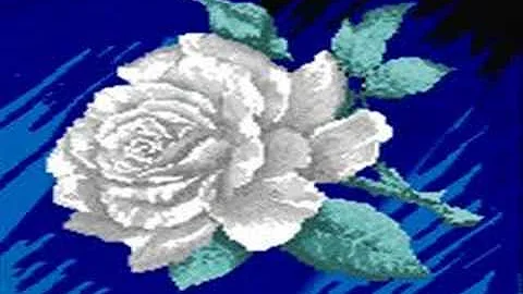 costenos del pacifico-rosas blancas
