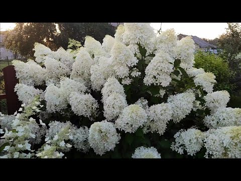 Метельчатая гортензия Фантом