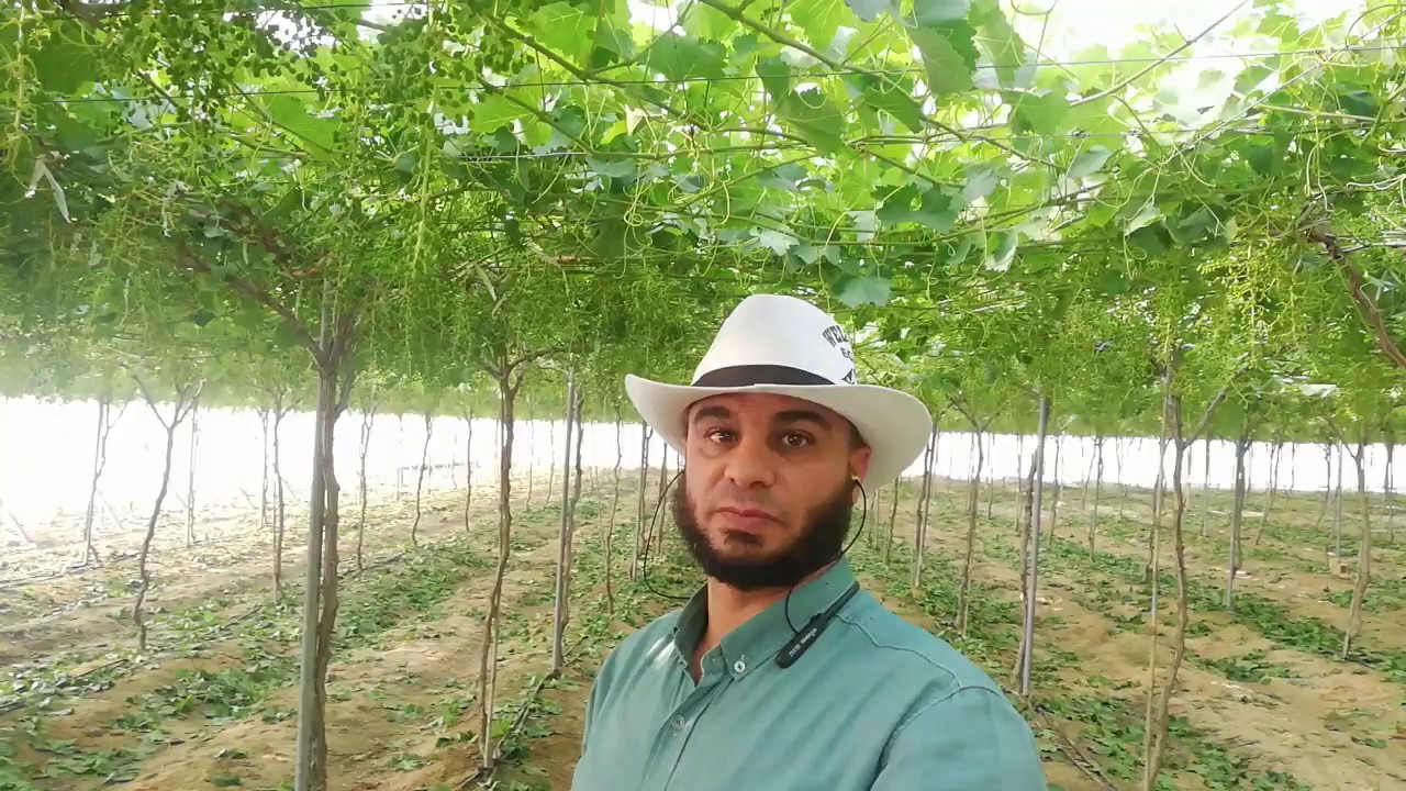 طريقة تقصير العنب الايرلى سويت.  Early sweet استعدادا للتحجيم