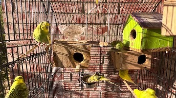 بداية يوم جميل مع طيوري حطيتلهم الخبز المنقوع  / #فضل #سورة_الأعراف في خانة الوصف ومربع التعليقات