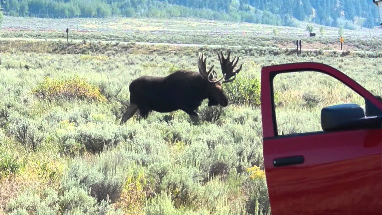 Moose in Moose Wyoming (Go Figure) YouTube