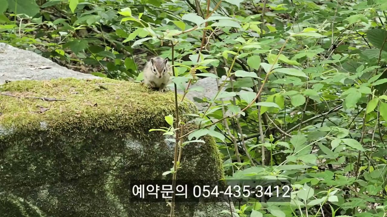 국립 김천 치유의숲