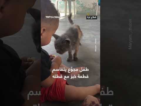 لطفل في غزة يتقاسم الخبز مع قطة وسط المجاعة