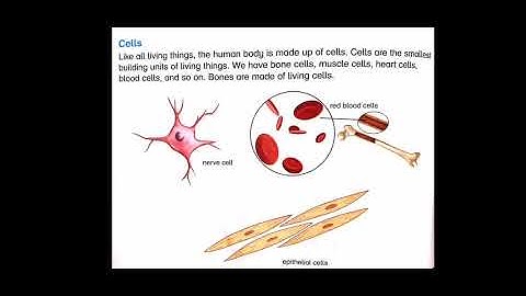 Science, Class 4th Lecture # 1, Chapter # 1, The Human Body