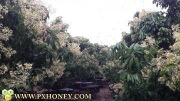 Con ong sôi động đi lấy mật ong hoa vải thiều lục ngạn bắc giang