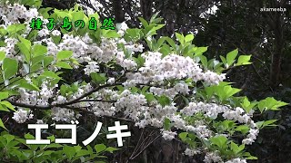 エゴノキ 春に小枝の先に短い総状花序を出し釣り鐘状の白い花を下向き