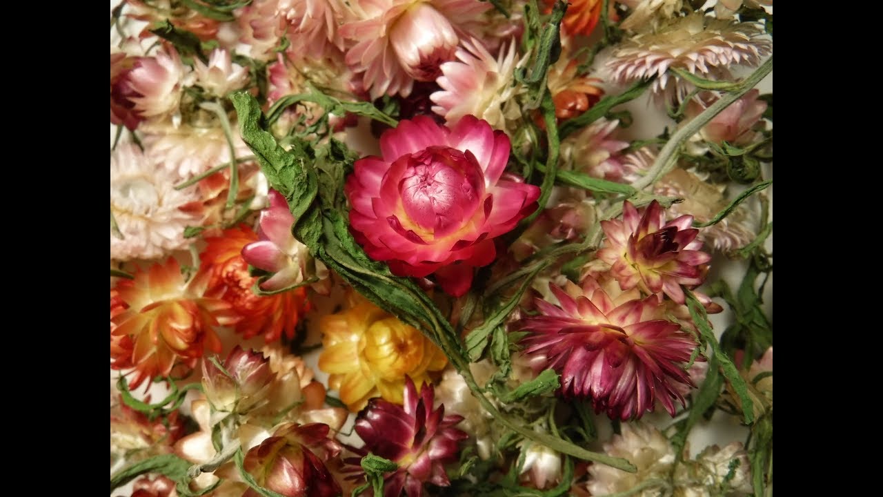 How to Grow: Strawflowers — Three Acre Farm