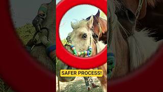 Safer Horse Process with Supervision🐎 #horse #farm #documentary #shorts