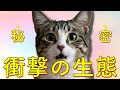 【衝撃】猫の秘密を知ったらもう飼わずにはいられない…!驚きの生態10選
