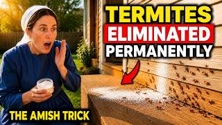 Effective Ways To Get Rid Of Termite Infestation