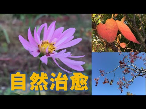 自然治愈 秋天红叶紅葉花蓝天藍天35分 自然治愈自然风景自然風景减压減壓治愈放松放鬆 Youtube 自然治愈 秋天红叶紅葉花蓝天藍天35分 自然治愈自然风景自然風景减压減壓治愈放松放鬆 Youtube