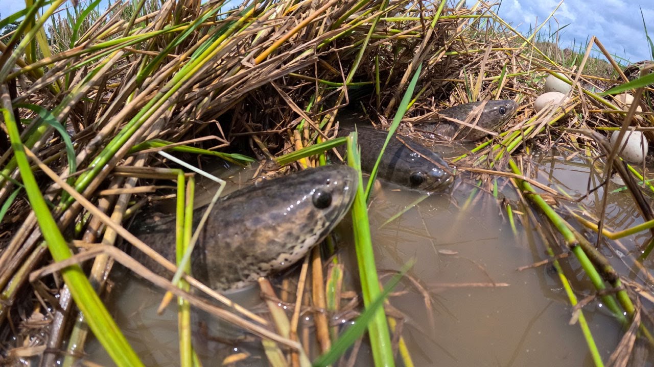wow amazing farmer is good at finding fish and collecting duck eggs in many places in the fields