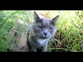ХОДИТ за МНОЙ КОТ и ПОСТОЯННО МЯУКАЕТ. ЦВЕТЫ САДОВЫЕ РАСЦВЕТАЮТ.
