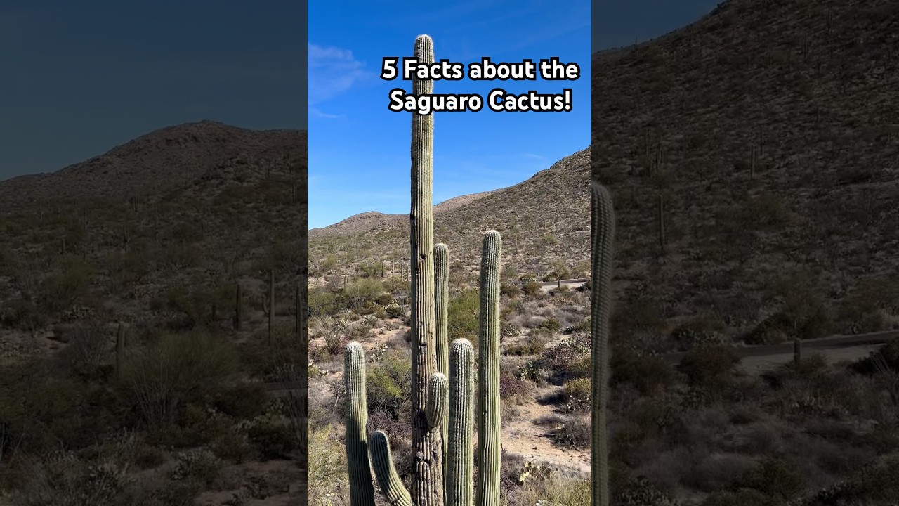 5 Facts about the Saguaro Cactus  #arizona - YouTube